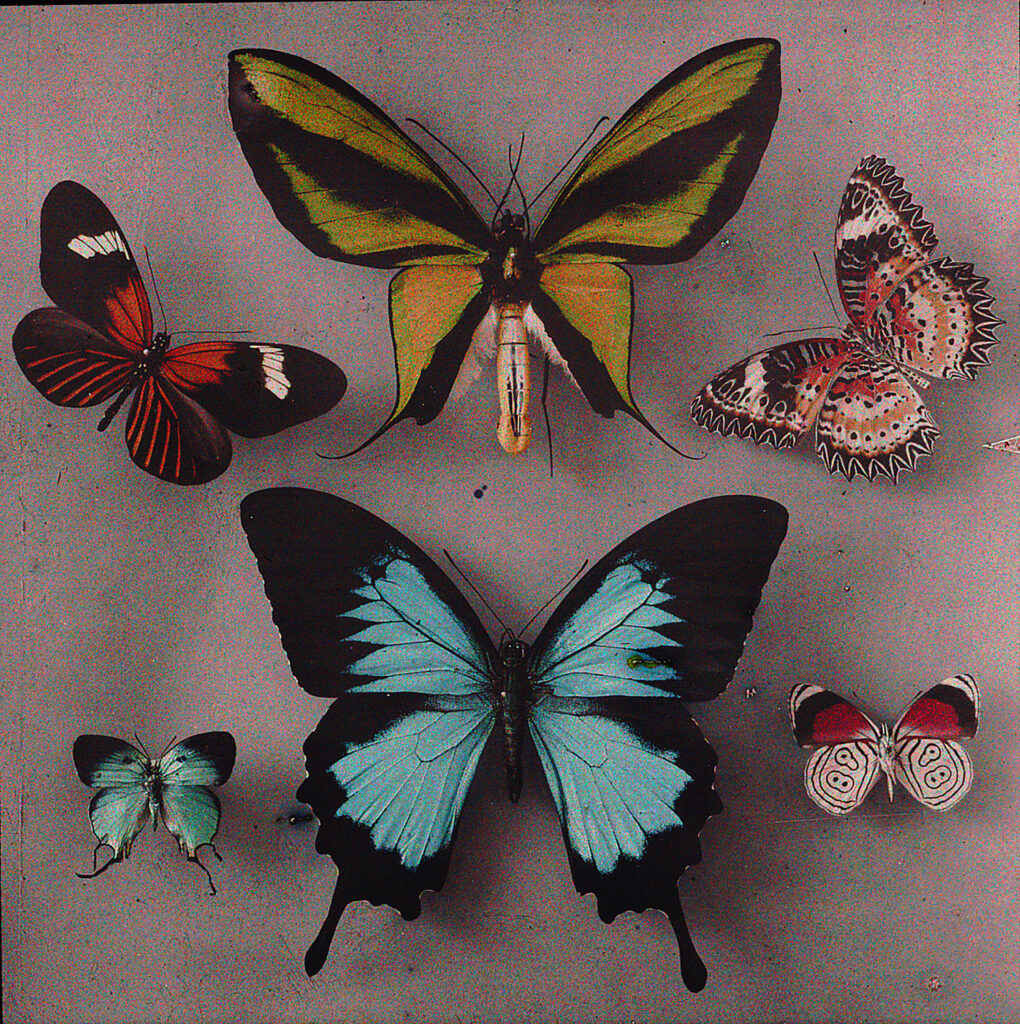 Arthur von Hübl, Mariposas exóticas, 1908 -1914, ALBERTINA, Viena,
Préstamo permanente de la Höhere Graphische Bundes- Lehr- und
Investigación, © Foto: ALBERTINA, Viena