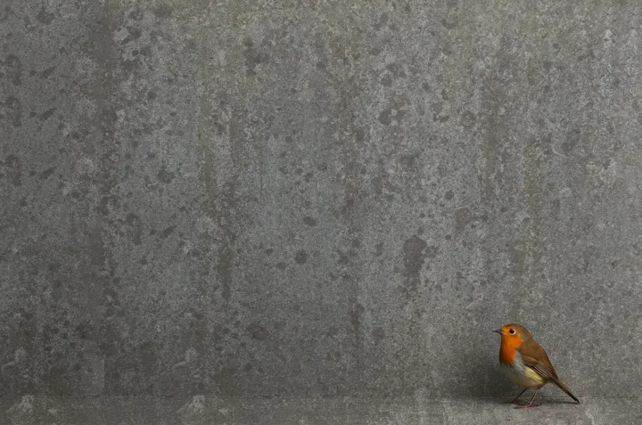 Small robin standing still against a rough concrete wall, symbolizing silence, observation, and restrained presence.